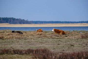 wild cows in naked pasture in spring