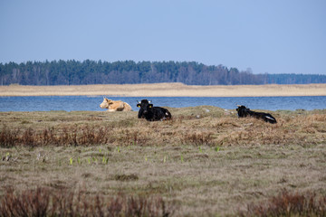 Obraz na płótnie Canvas wild cows in naked pasture in spring