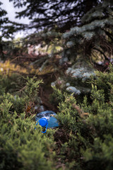 Fototapeta na wymiar Blue big plastic bottle lying on the ground in tree in a park forest - Thrown out not recycled - Trash and pollution of the city and nature - Decayed rubbish