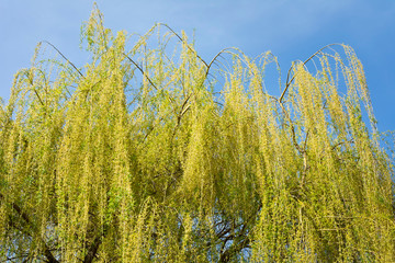 A willow with young leaves on a clear day © IreneuszB