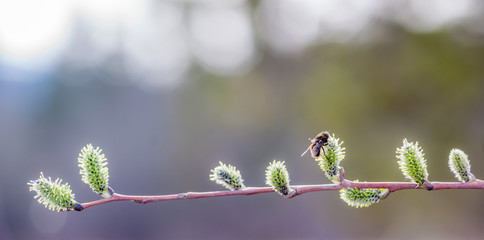 Willow Catkins Attract Insects