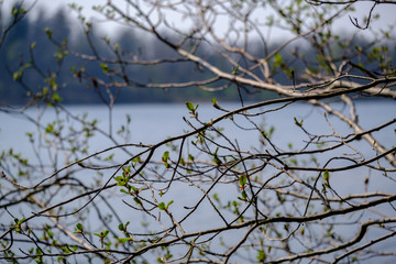 spring tree branches with small fresh leaves over water body background with reflections