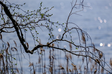 spring tree branches with small fresh leaves over water body background with reflections