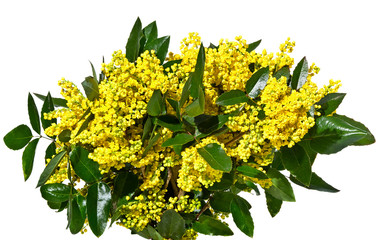 Bouquet of mahonia sprigs with yellow flowers isolated on a white background