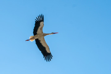Stork flying