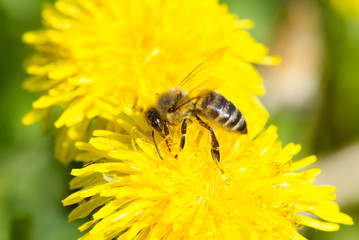 Bee and yellow dandelion