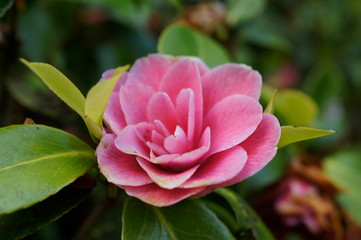  Kamelie (Camellia japonica)