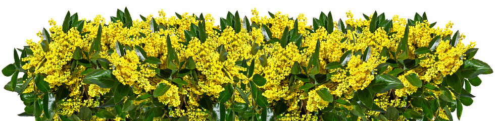  A row of twigs of mahonia with yellow flowers isolated on a white background