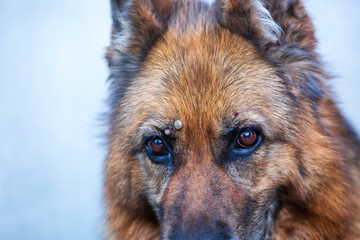 A large tick sucks blood from a dog. German shepherd, in the garden wound up in the spring