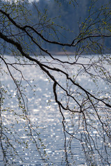 spring tree branches with small fresh leaves over water body background with reflections
