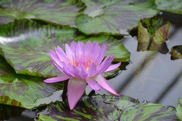 Closeup of beautiful purple waterlily or lotus flower, Nelumbo nucifera, on water in a summer garden
