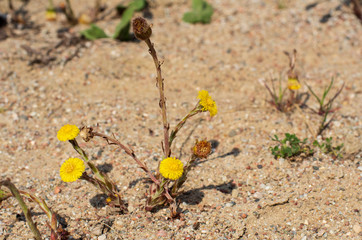 Lonely dandelion grows in the sand