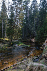Fototapeta na wymiar rock covered river bed in forest with low water level