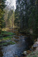 rock covered river bed in forest with low water level