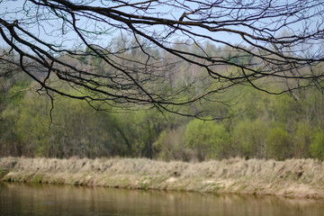 spring tree branches with small fresh leaves over water body background with reflections