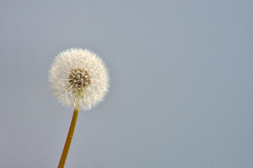 Obraz premium gentle spring dandelion in the rays of the setting sun on a vivid background