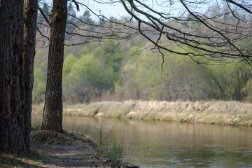 spring tree branches with small fresh leaves over water body background with reflections