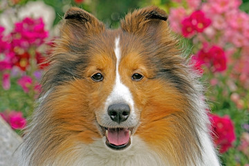 Close up Portrait of beautiful Shetland Sheepdog looking at camera.