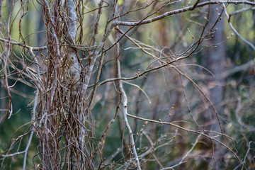 fresh green forest trees in spring