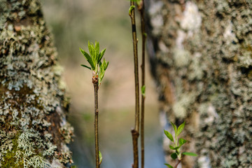 young fresh green birch tree leaves in spring