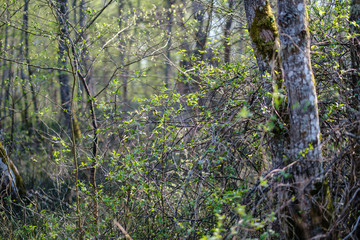 fresh green forest trees in spring