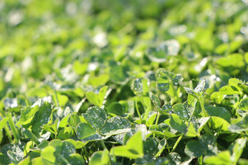 Green grass clover with water drops after rain