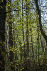 Fototapeta na wymiar fresh green forest trees in spring