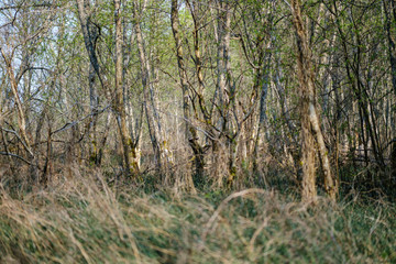 fresh green forest trees in spring
