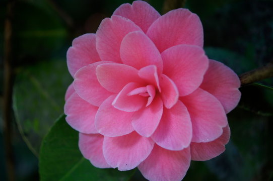  Kamelie (Camellia japonica)