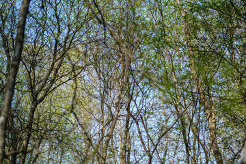 spring tree branches with small fresh leaves over water body background with reflections