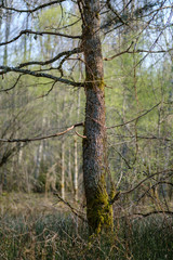 fresh green forest trees in spring