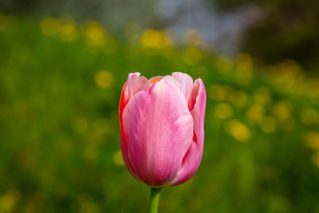A pink tulip in springtime, with a shallow depth of field