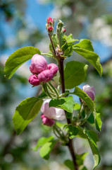 Spring flowers on the apple tree branch