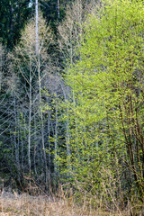 fresh green forest trees in spring
