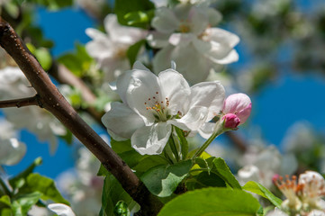 Spring flowers on the apple tree branch
