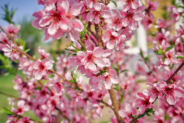 Fototapeta na wymiar background with peach flowers in spring in Sunny weather