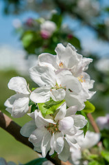 Spring flowers on the apple tree branch