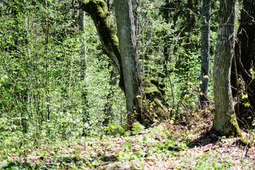 Fototapeta premium fresh green forest trees in spring