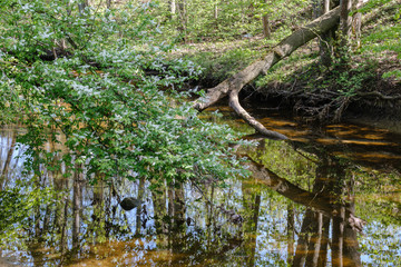 rock covered river bed in forest with low water level