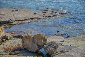 Чайки на берегу Каспия