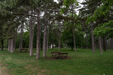 lonely wooden benches in the park