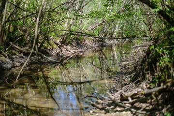 rock covered river bed in forest with low water level