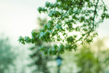 summer blurred background of flowering trees