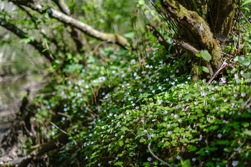 fresh green forest trees in spring