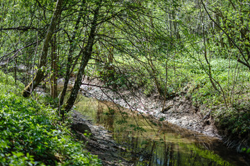 rock covered river bed in forest with low water level