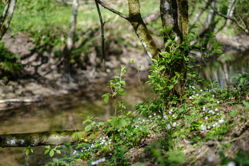 rock covered river bed in forest with low water level