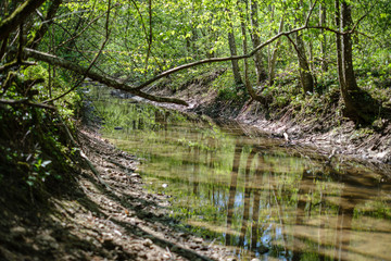 rock covered river bed in forest with low water level