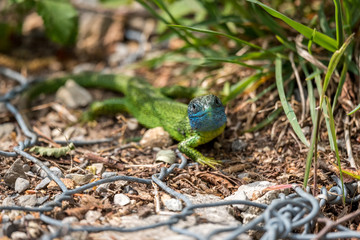 Green and blue lizard