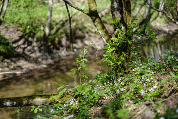 rock covered river bed in forest with low water level