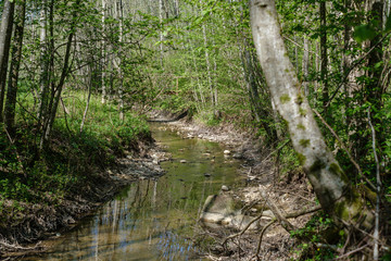 rock covered river bed in forest with low water level